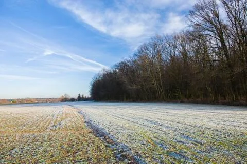 Snow on fields, forest and blue sky in Zarzecze, Poland Stock Photos