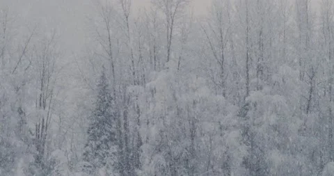Snow Filling Up A Forest Stock Footage 234091695