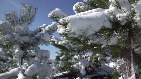  Snow on fir branches Video stock 60045294