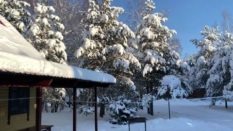 Snow on fir branches Stock Footage 172099302