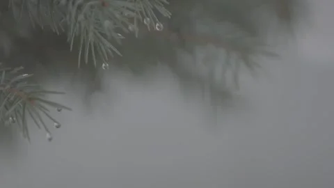 Snow on the fir tree 4 Stock Footage 317896194