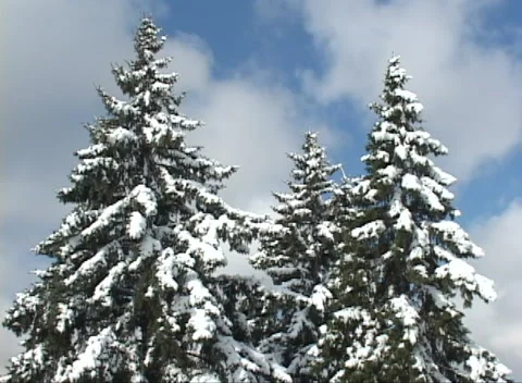 Snow on fir tree branches Stock Footage 294721711