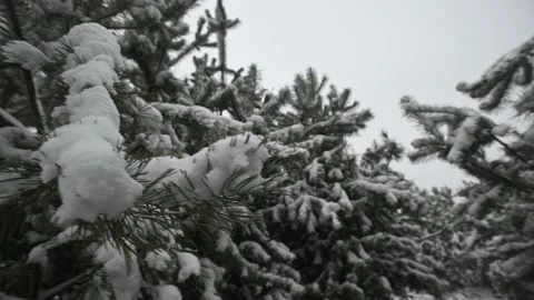 Snow on the fir trees branches in a forest. Stock Footage 146545293