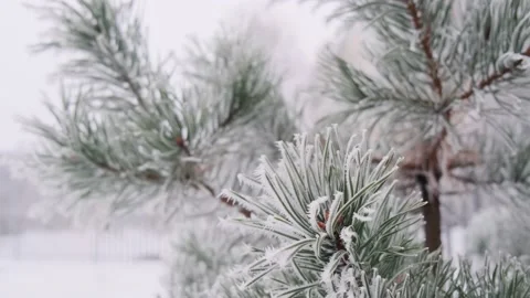 Snow at the fir trees branches in a forest. Christmas holiday winter background Video stock 149792869