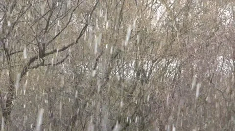 Snow on the first spring buds Stock Footage 49075770