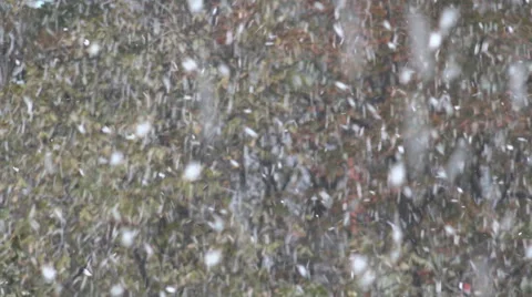 Snow flake fall heavy storm forest tree wood place blizzard day Christmas Xmas  Stock Footage 44827987