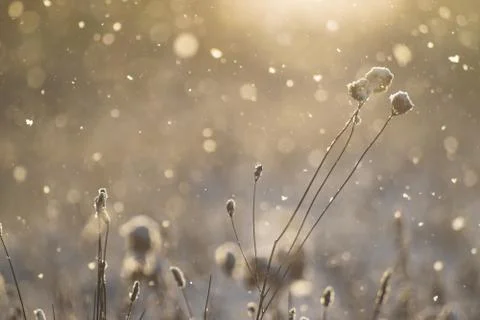 Snow Flake Flare 2 Stock Photos