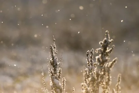 Snow Flake Flare Stock Photos