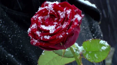 Snow flakes are falling on red rose Stock Footage 60658915