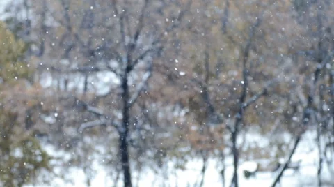 Snow flakes on a background of trees Stock Footage 68812301