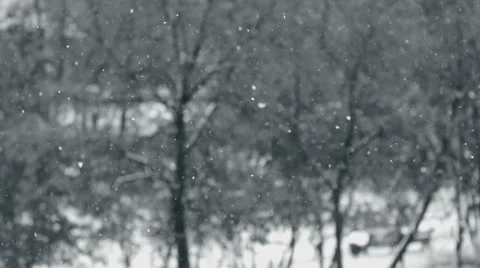 Snow flakes on a background of trees Stock Footage 68813115