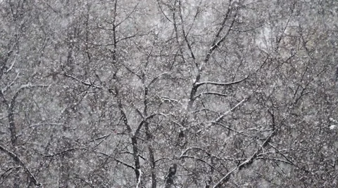 Snow flakes on a background of trees Stock Footage 68814308