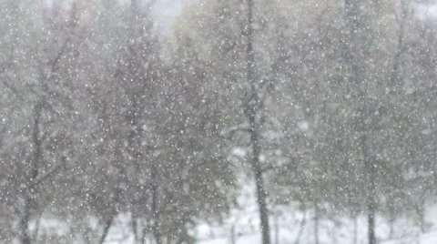 Snow flakes on a background of trees Stock Footage 68815644