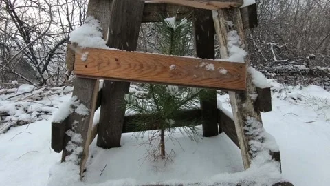 Snow flakes fall on a small spruce Stock Footage 143591177