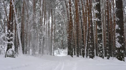 Snow flakes fall from spruce branches to the ground after a snowfall, forest Stock Footage 167184101
