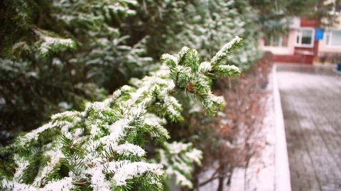 Snow flakes falling on the branches of Christmas trees, cityscape. Stock Footage 119471146