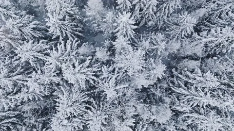 Snow flakes falling down. Frozen forest with snow covered trees. Stock Footage 223535699