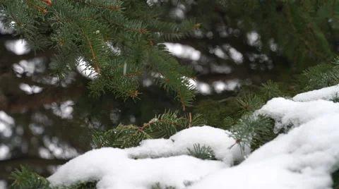 Snow flakes falling onto pine branch Stock Footage 61438403