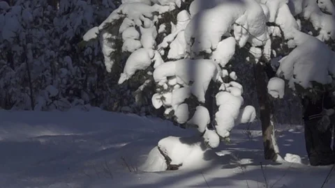 Snow flakes falling from pine Stock Footage 119412354