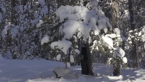 Snow flakes falling from pine Stock Footage 119575352