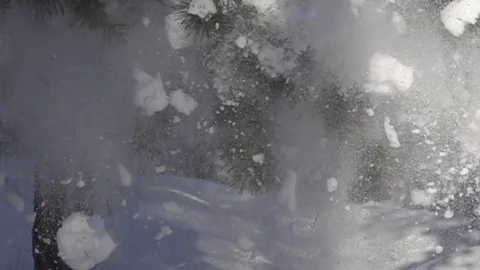 Snow flakes falling from pine Stock Footage 119958776
