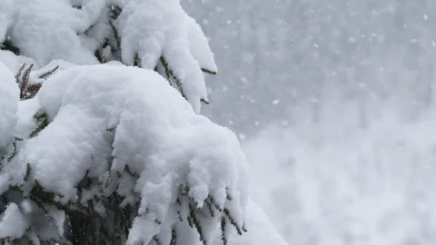 Snow flakes falling on pine tree during blizzard. Cold weather concept Stock Footage 123795827