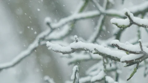 Snow flakes falling in slow motion on twigs that are covered in snow Stock Footage