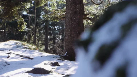 Snow flakes falling in slow motion in forest 1 Stock-Footage 148018752