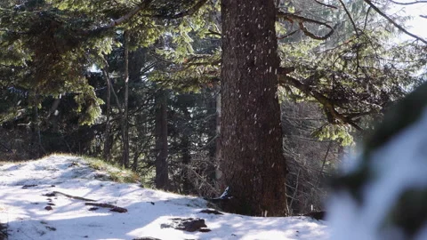 Snow flakes falling in slow motion in forest 3 1 Stock-Footage 148022353