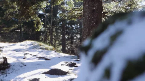 Snow flakes falling in slow motion in forest 2 Stock-Footage 148022735