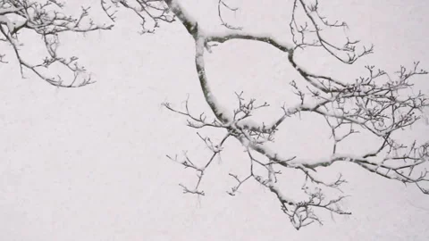 Snow flakes falling in slow motion. Stock Footage 159541425