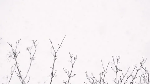 Snow flakes falling in slow motion. Stock Footage 159541434