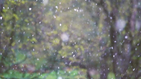 Snow flakes falling in slow motion in green forest. Stock Footage 159541445