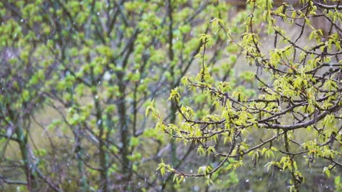 Snow flakes falling in slow motion in green forest. Stock Footage 159541478