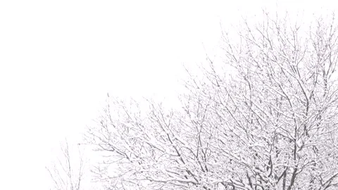 Snow flakes falling with tree in background. Stock Footage 178555298