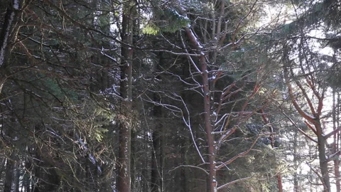 Snow flakes falling from tree Stock Footage 143335066