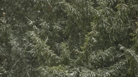 Snow flakes falling variation 1 Stock Footage 84279946