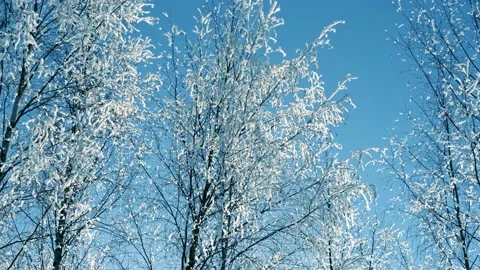 Snow flakes falls down. Video stock 148170341