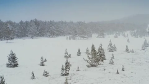 Snow flakes fly right into the camera of a drone flying over a young forest in a Stock Footage 223710342