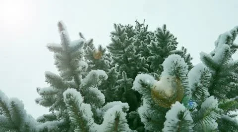 Snow flakes Stock Footage 10629719