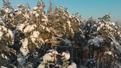 Snow flakes lying on pine branches in the winter forest Stock Footage 156205238