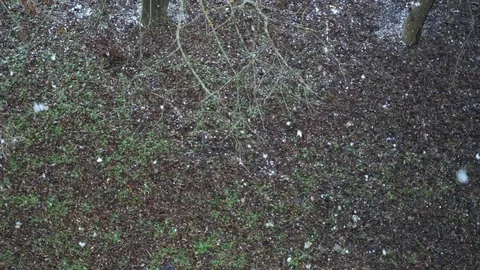 Snow flakes slowly fall on green grass Stock Footage 124622583