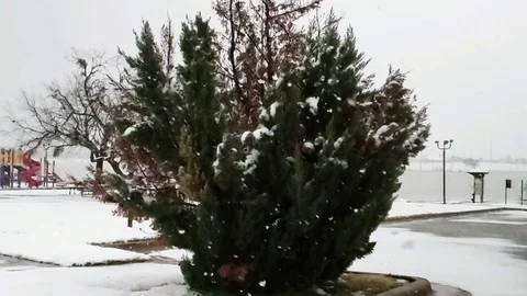 Snow flakes in super slow motion with small everygreen in the background Stock Footage 100743820