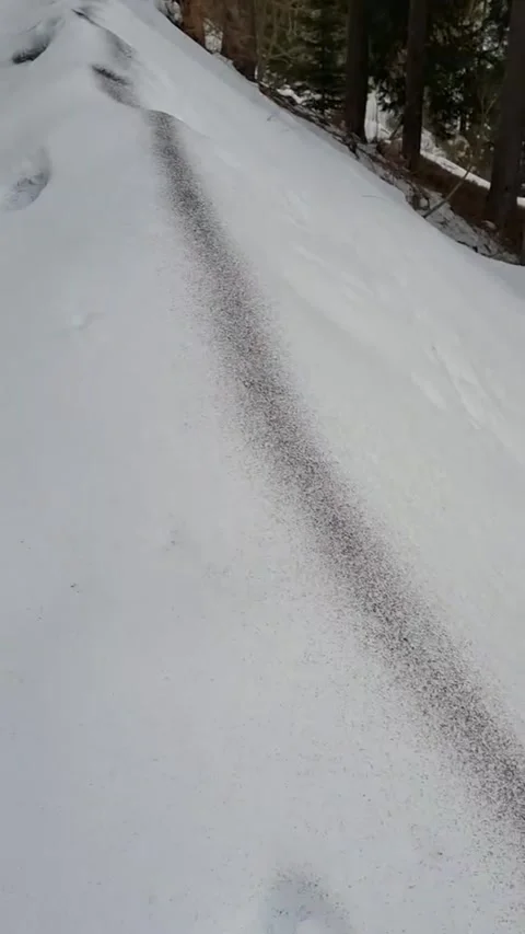Snow Fleas Stock Footage 306798689