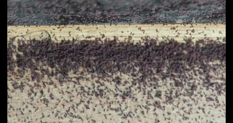 Snow fleas springtails,Collembola crawling. Stock Footage 328869784