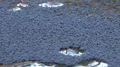 Snow Fleas Swarming on Water Video stock 55916412