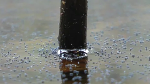 Snow fleas on Water Video stock 55917285