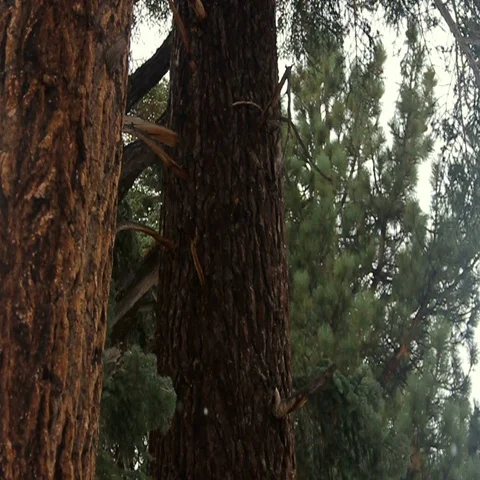 Snow Floating Through Trees Towards Camera in Slow Motion Stock Footage 69696017