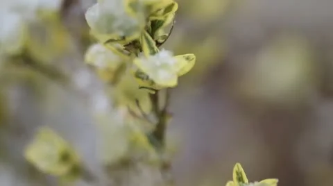 Snow flower Video stock 21424448