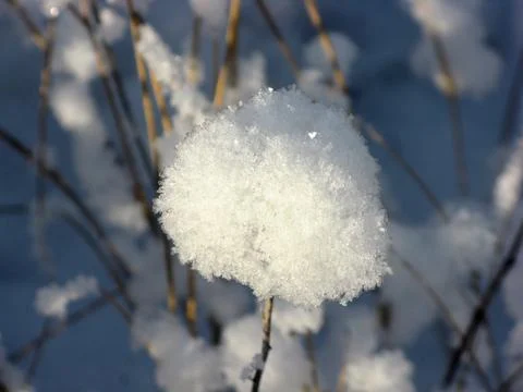 Snow flower Stock Photos